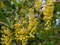 Berberis aristata